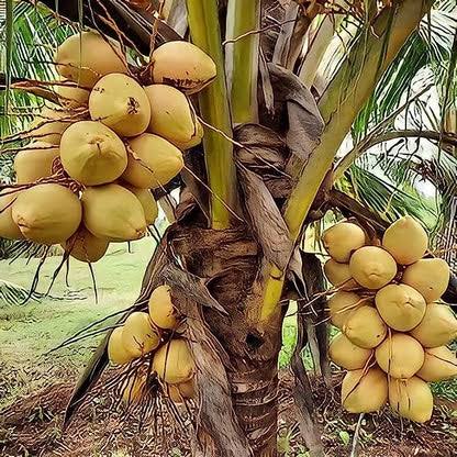Malaysian Yellow Dwarf Coconut Plants — Coconut sapling available at Agro Nursery Garden